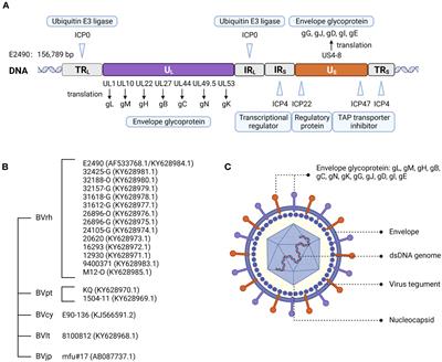 Towards a comprehensive view of the herpes B virus